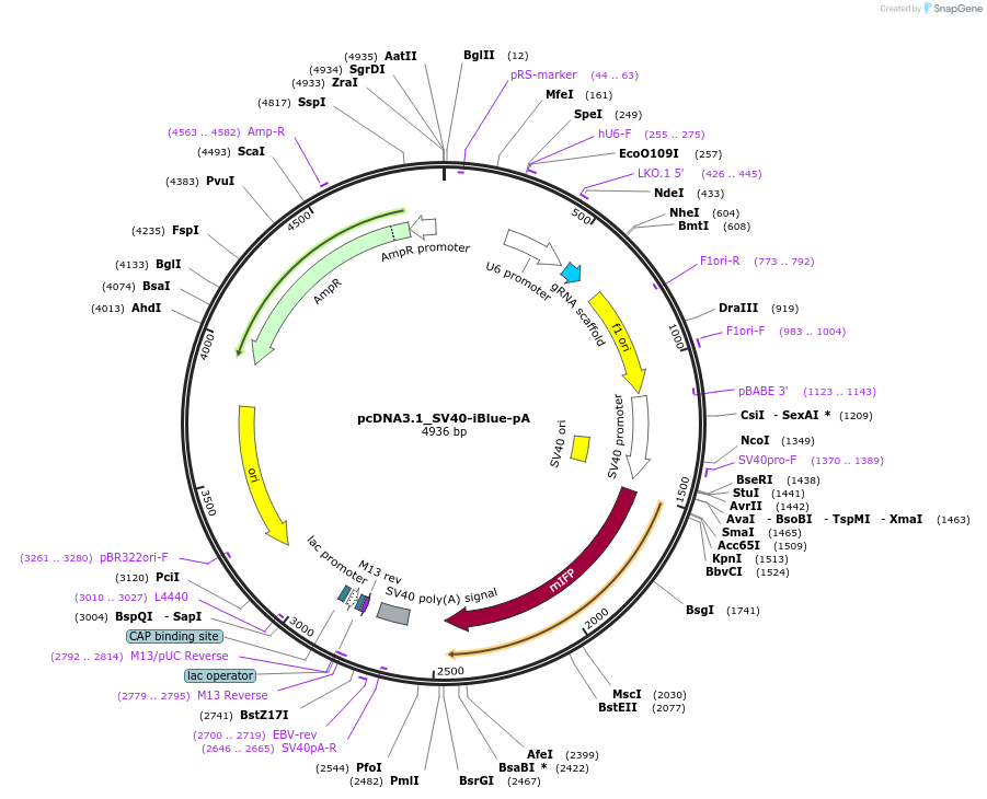 200234-plasmid-map-sequence-id-396674