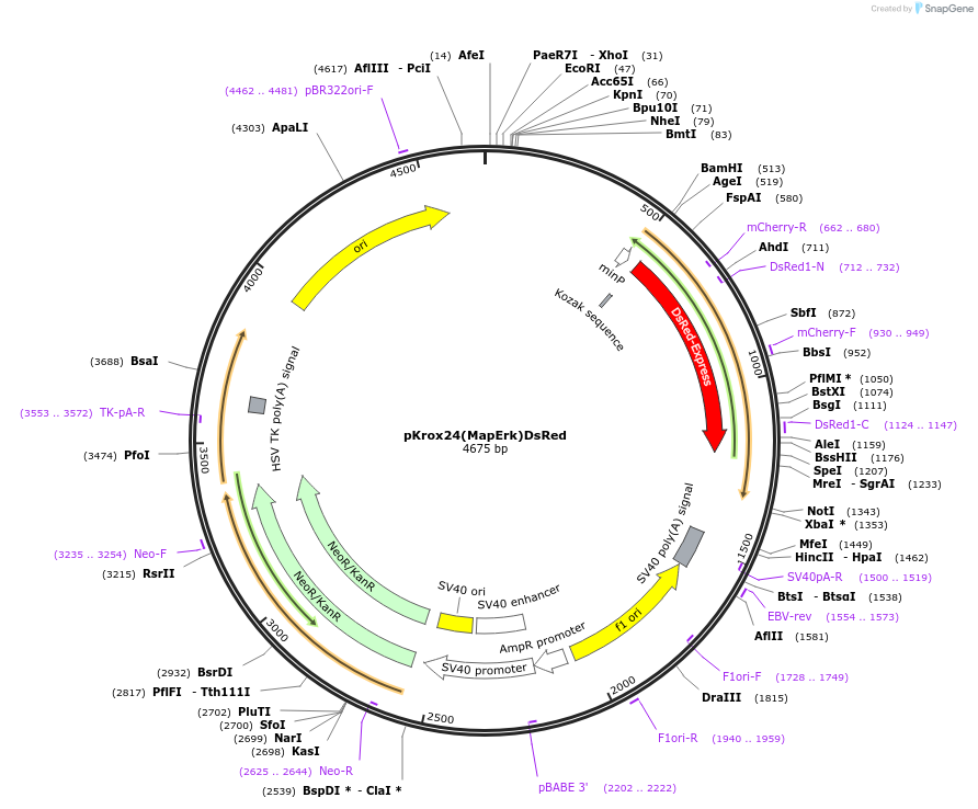 200114-plasmid-map-sequence-id-396677