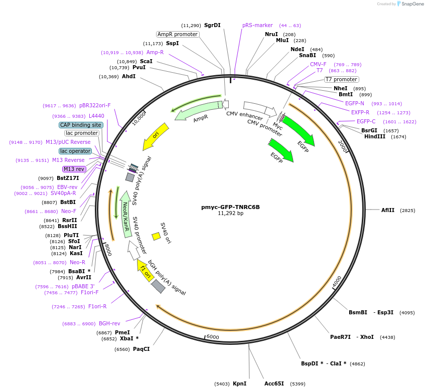 42022-plasmid-map-sequence-id-396685