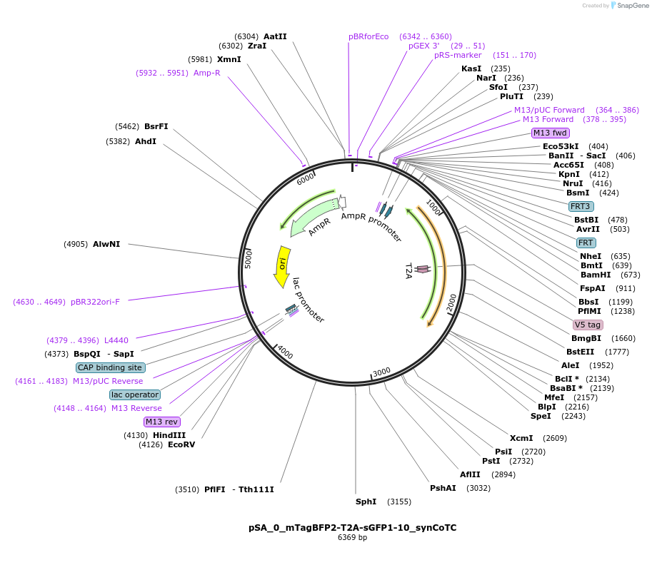 199475-plasmid-map-sequence-id-396695