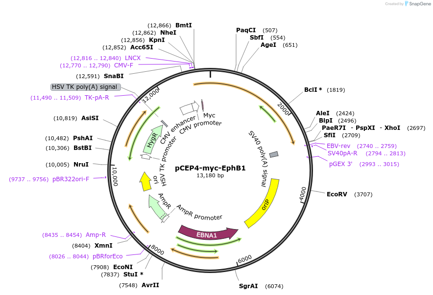 200981-plasmid-map-sequence-id-396701