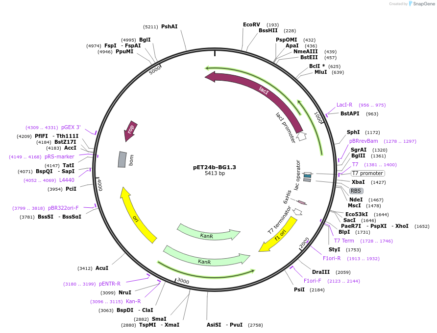 199437-plasmid-map-sequence-id-396702