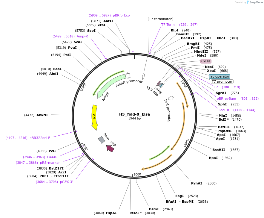 201825-plasmid-map-sequence-id-396706