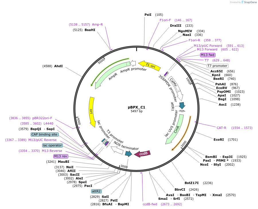 33298-plasmid-map-sequence-id-39673