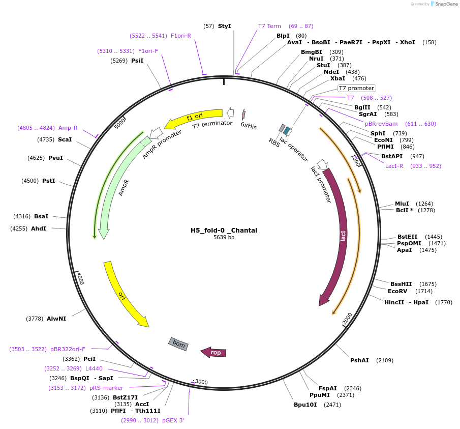 201826-plasmid-map-sequence-id-396768