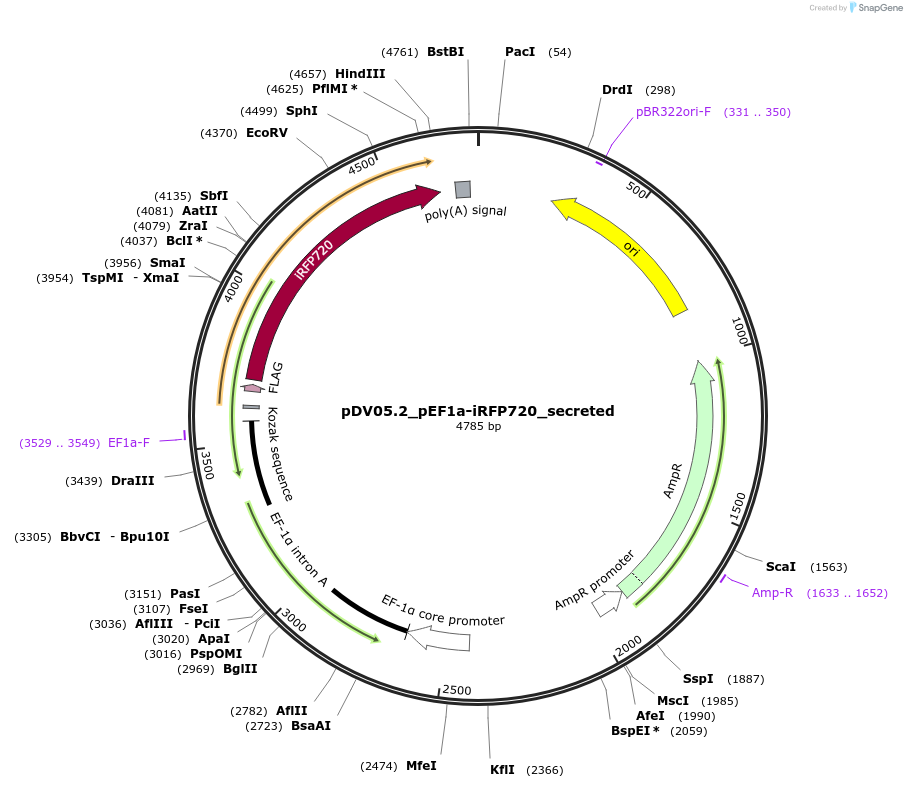 200409-plasmid-map-sequence-id-396774