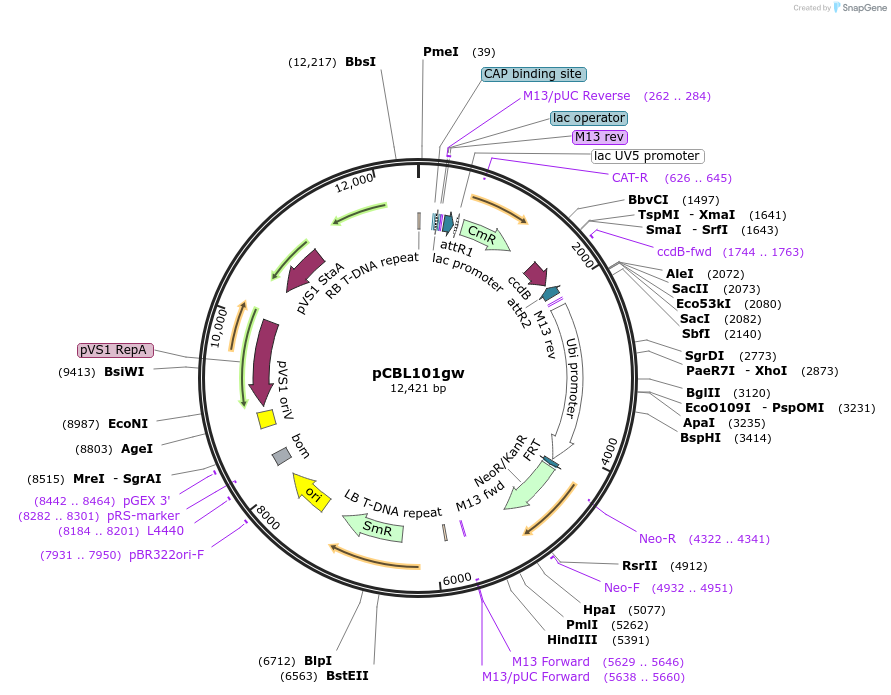 199725-plasmid-map-sequence-id-396781