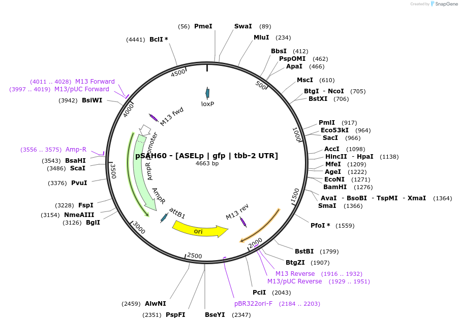 200334-plasmid-map-sequence-id-396782
