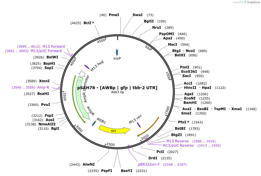 200352-plasmid-map-sequence-id-396793