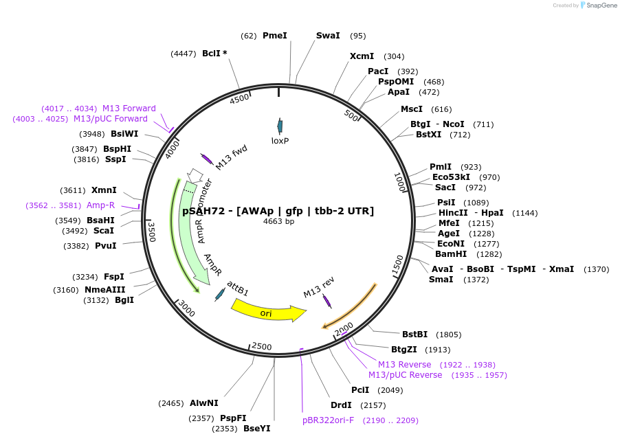 200346-plasmid-map-sequence-id-396798