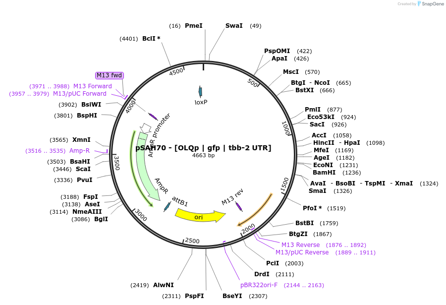 200344-plasmid-map-sequence-id-396804