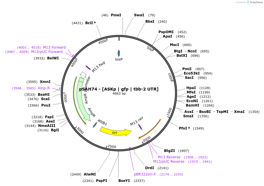 200348-plasmid-map-sequence-id-396806