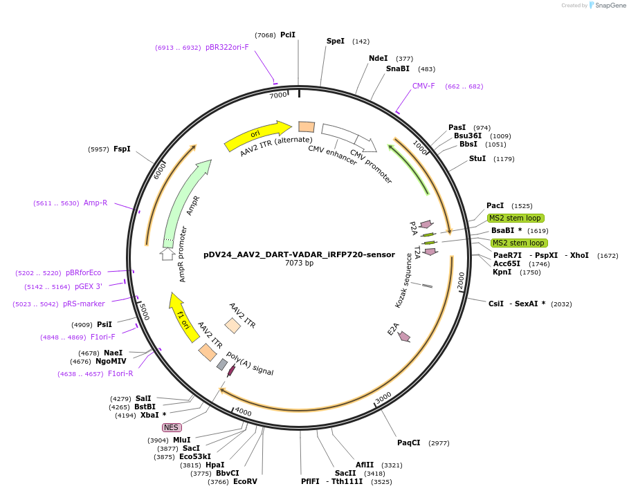200411-plasmid-map-sequence-id-396812