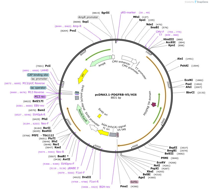201988-plasmid-map-sequence-id-396815