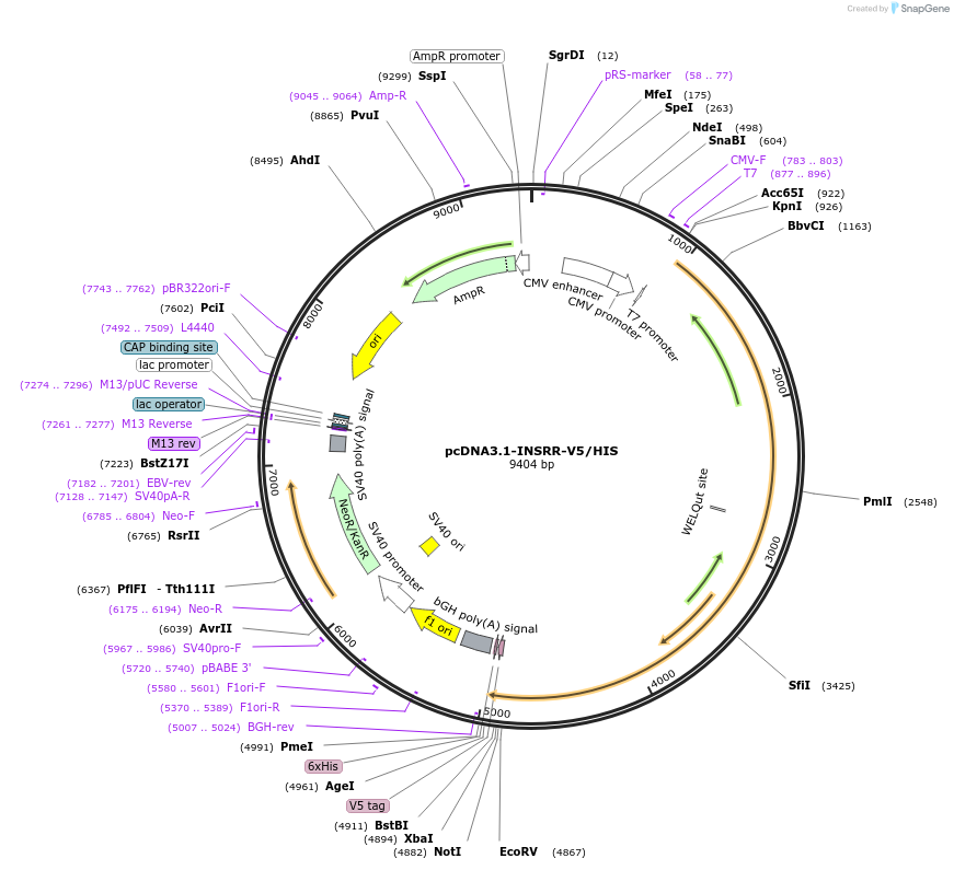 201981-plasmid-map-sequence-id-396821