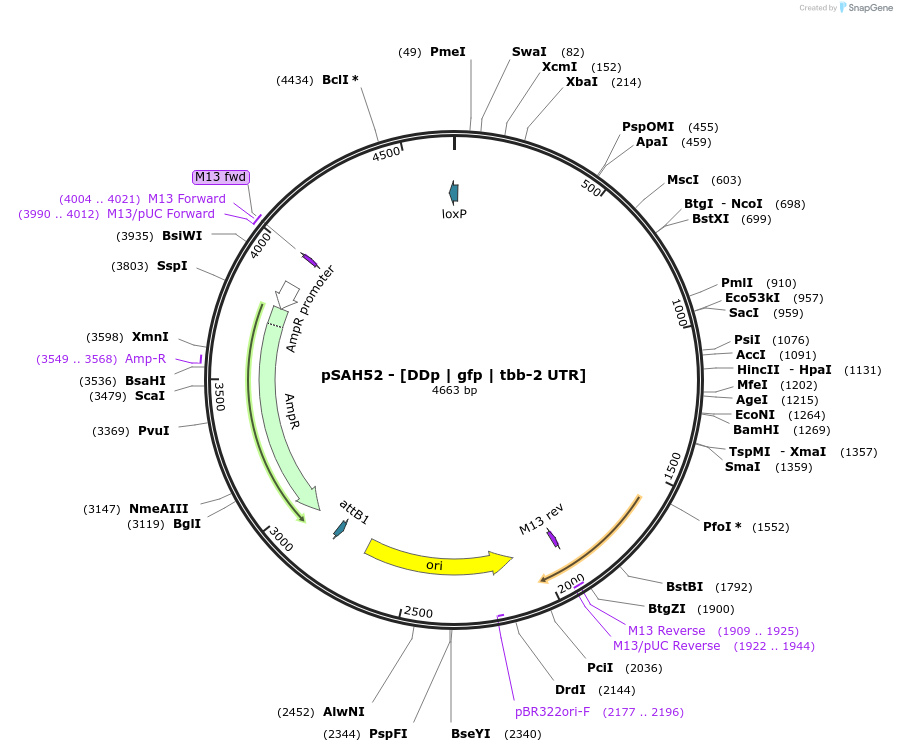 200328-plasmid-map-sequence-id-396872