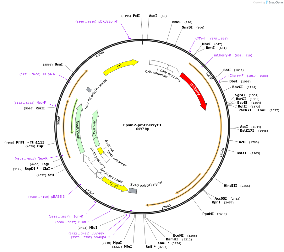 27673-plasmid-map-sequence-id-396876
