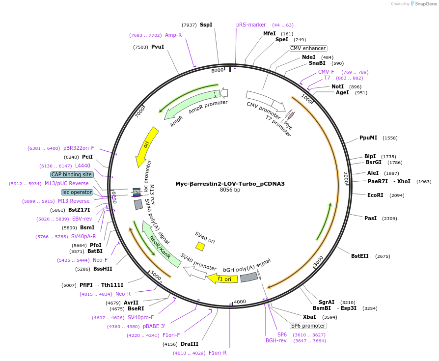 199671-plasmid-map-sequence-id-396881