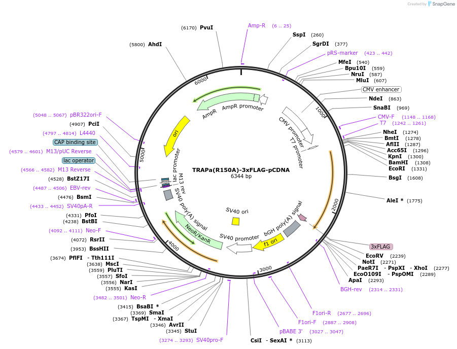 201966-plasmid-map-sequence-id-396912