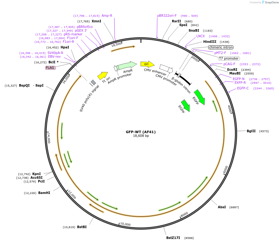 21367-plasmid-map-sequence-id-396913
