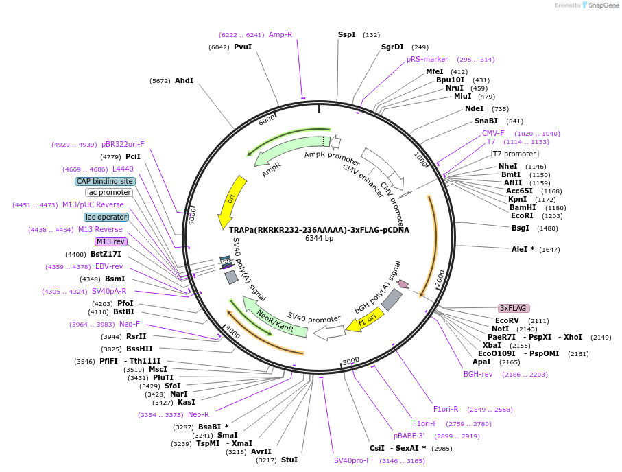 201967-plasmid-map-sequence-id-396915