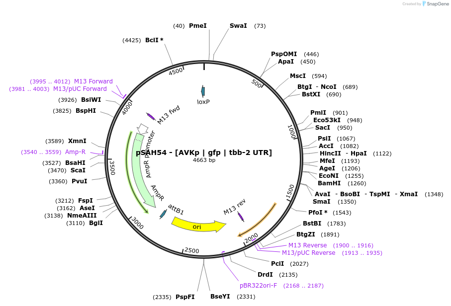 200330-plasmid-map-sequence-id-396939