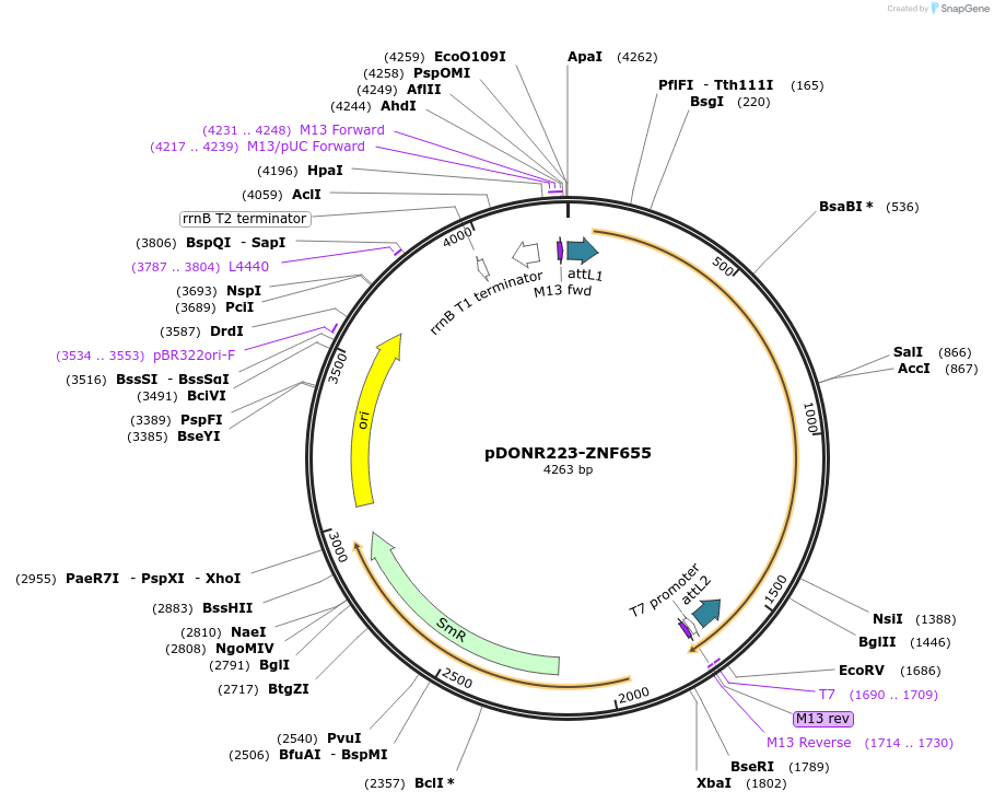 88578-plasmid-map-sequence-id-396941