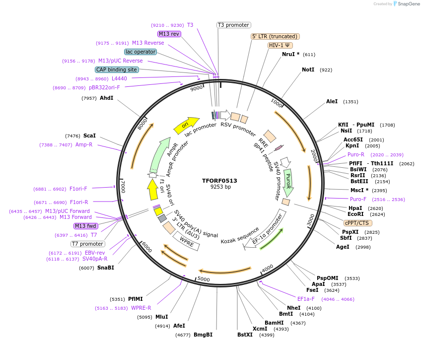 141625-plasmid-map-sequence-id-396944