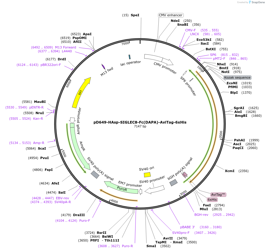 156792-plasmid-map-sequence-id-396946