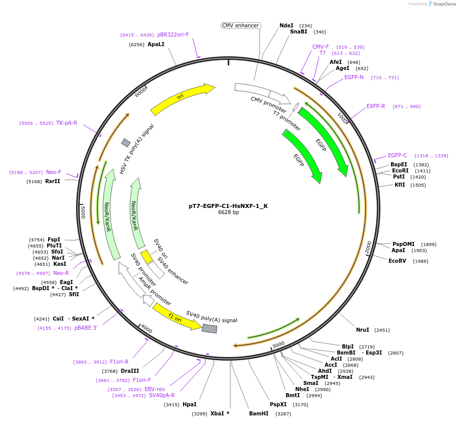 146740-plasmid-map-sequence-id-396948