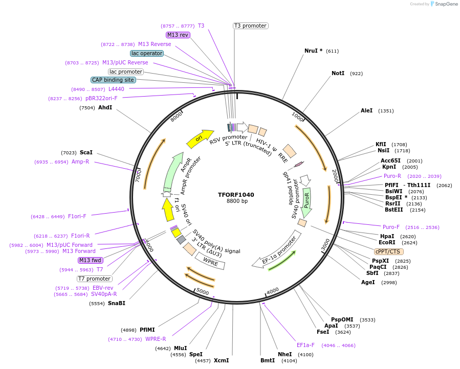 141786-plasmid-map-sequence-id-396949