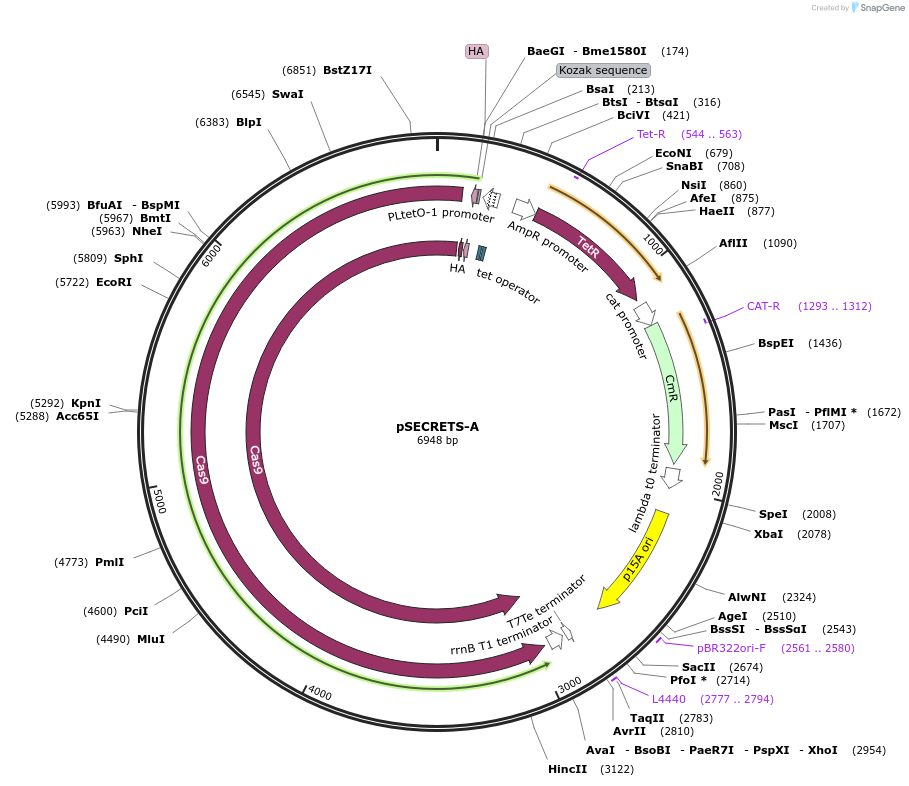 196986-plasmid-map-sequence-id-396953