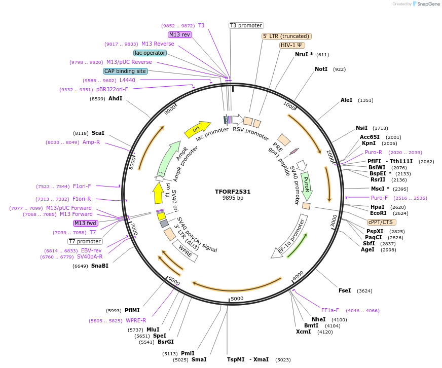 142954-plasmid-map-sequence-id-396957