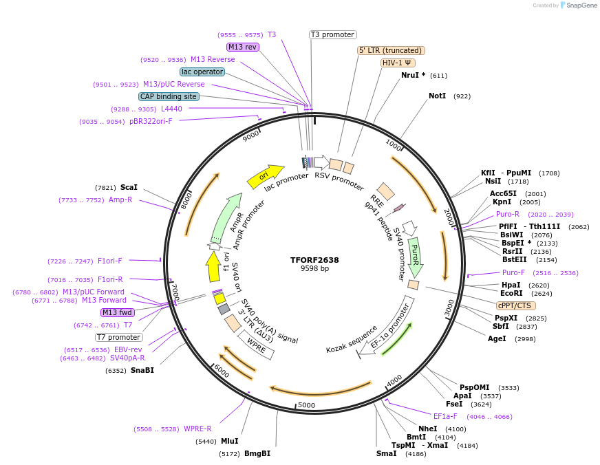 142344-plasmid-map-sequence-id-396961