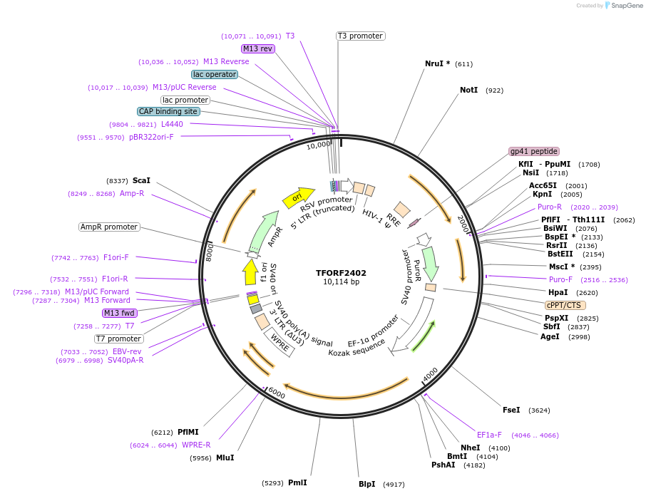 142413-plasmid-map-sequence-id-396964