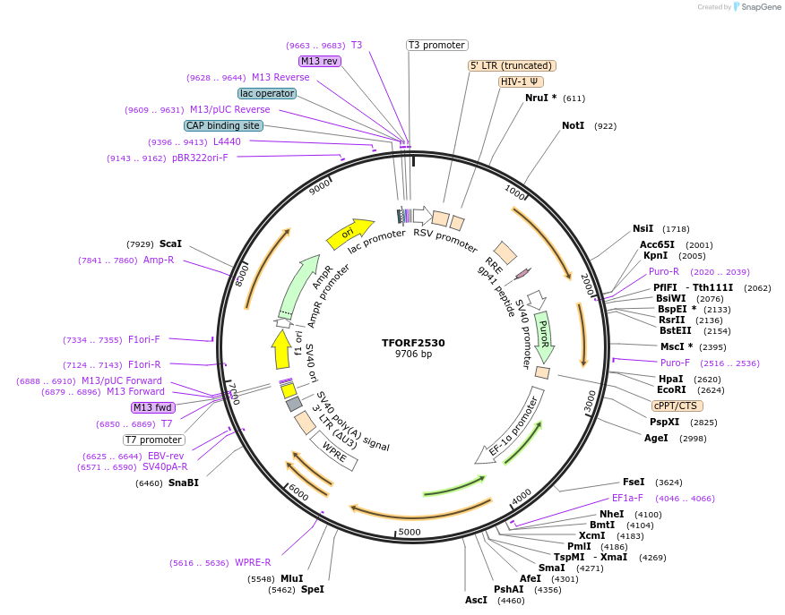 144035-plasmid-map-sequence-id-396966