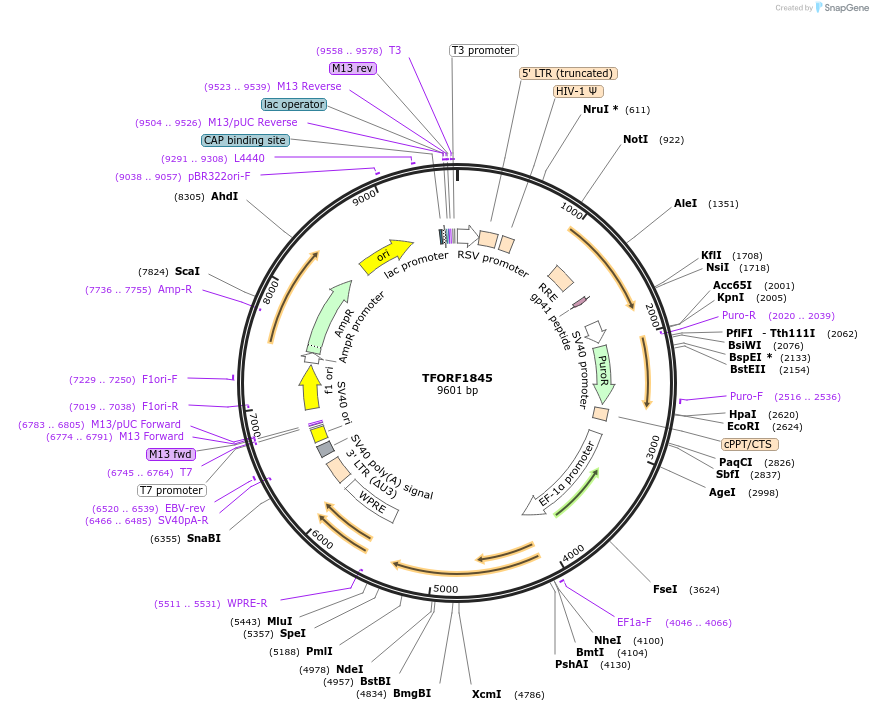 143325-plasmid-map-sequence-id-396969