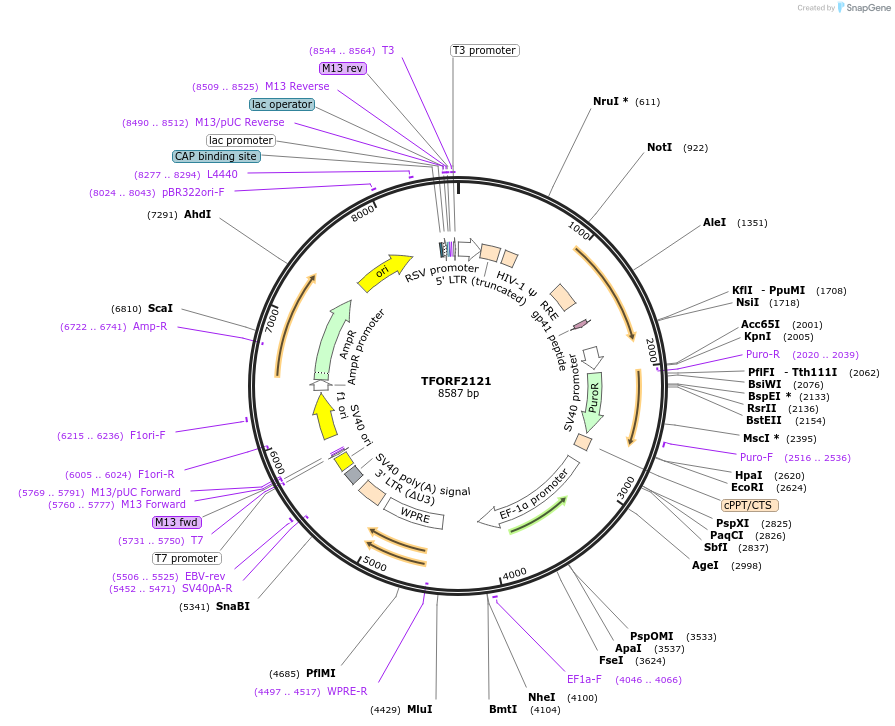 141931-plasmid-map-sequence-id-396970