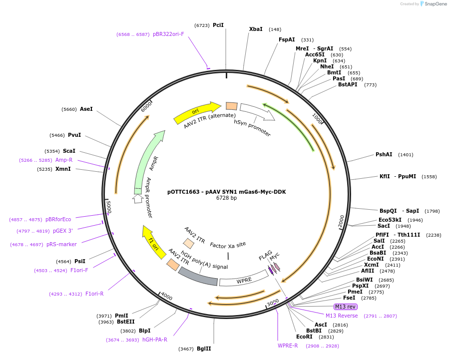 202540-plasmid-map-sequence-id-397039