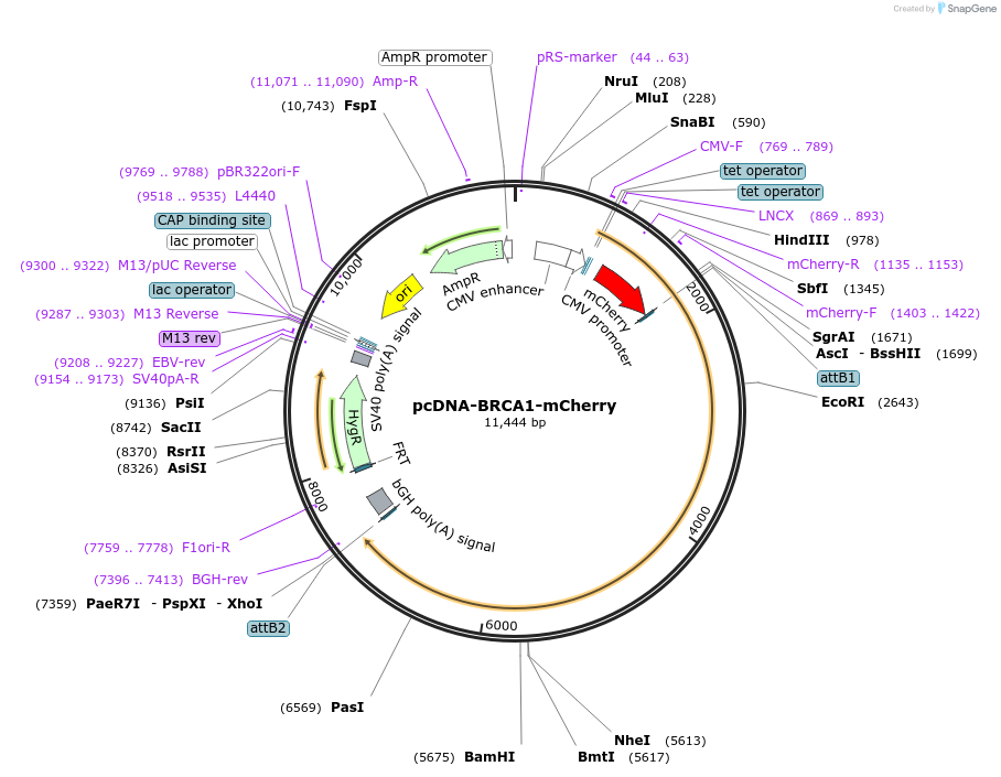 195275-plasmid-map-sequence-id-397041