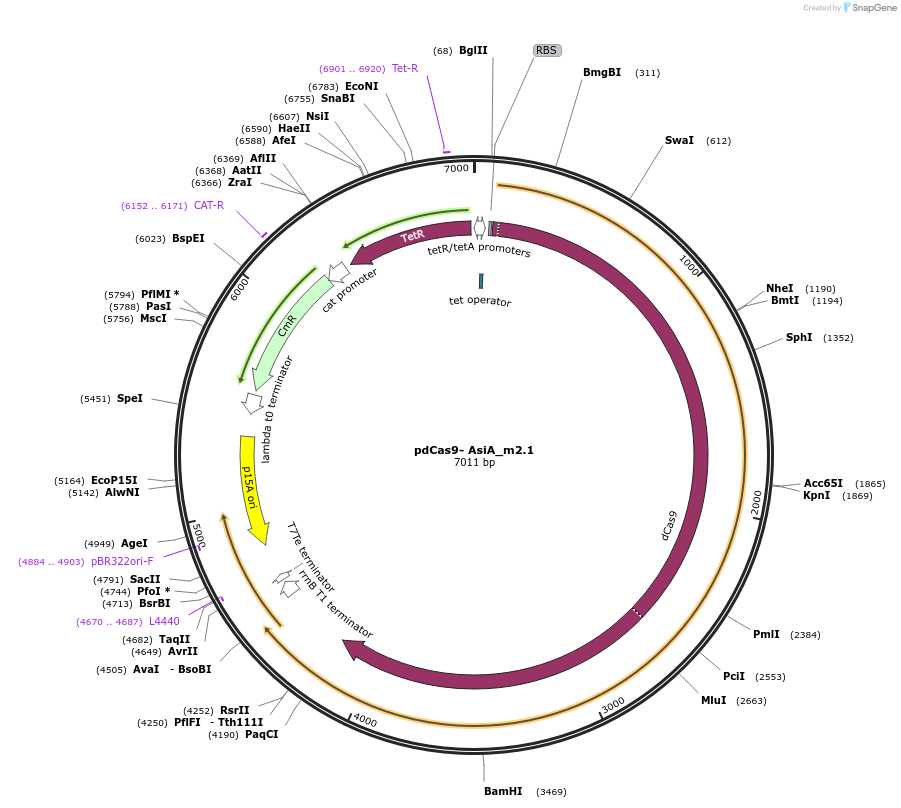 158065-plasmid-map-sequence-id-397045