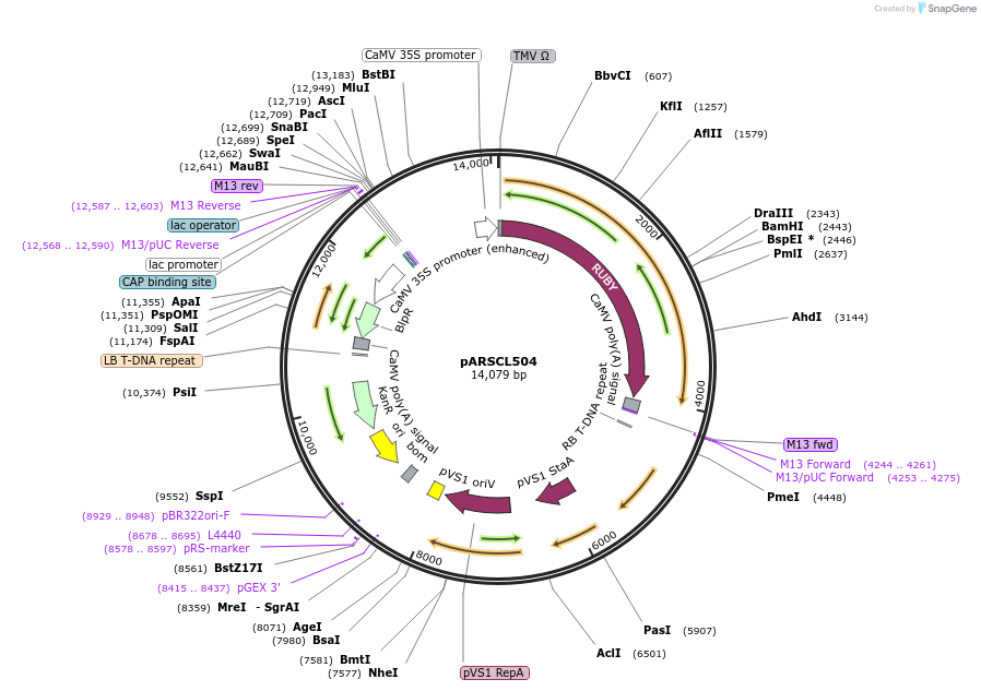 198636-plasmid-map-sequence-id-397075