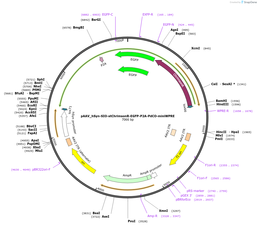 202199-plasmid-map-sequence-id-397078
