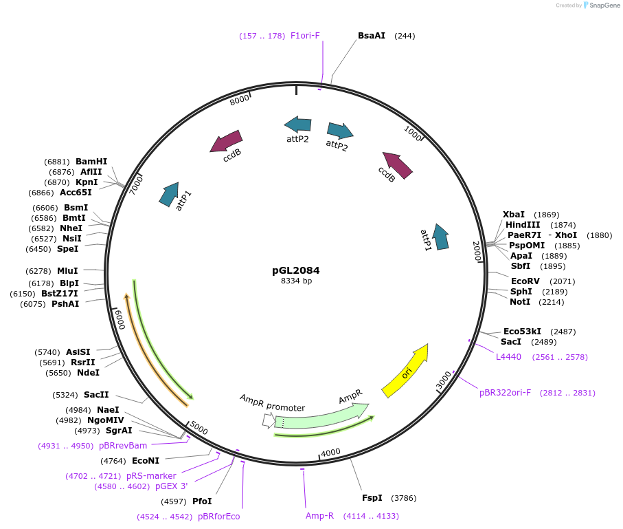 137726-plasmid-map-sequence-id-397080
