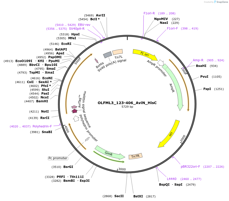 195871-plasmid-map-sequence-id-397083
