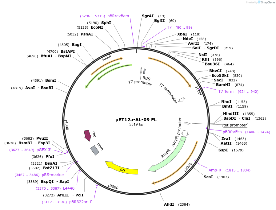 47081-plasmid-map-sequence-id-397088