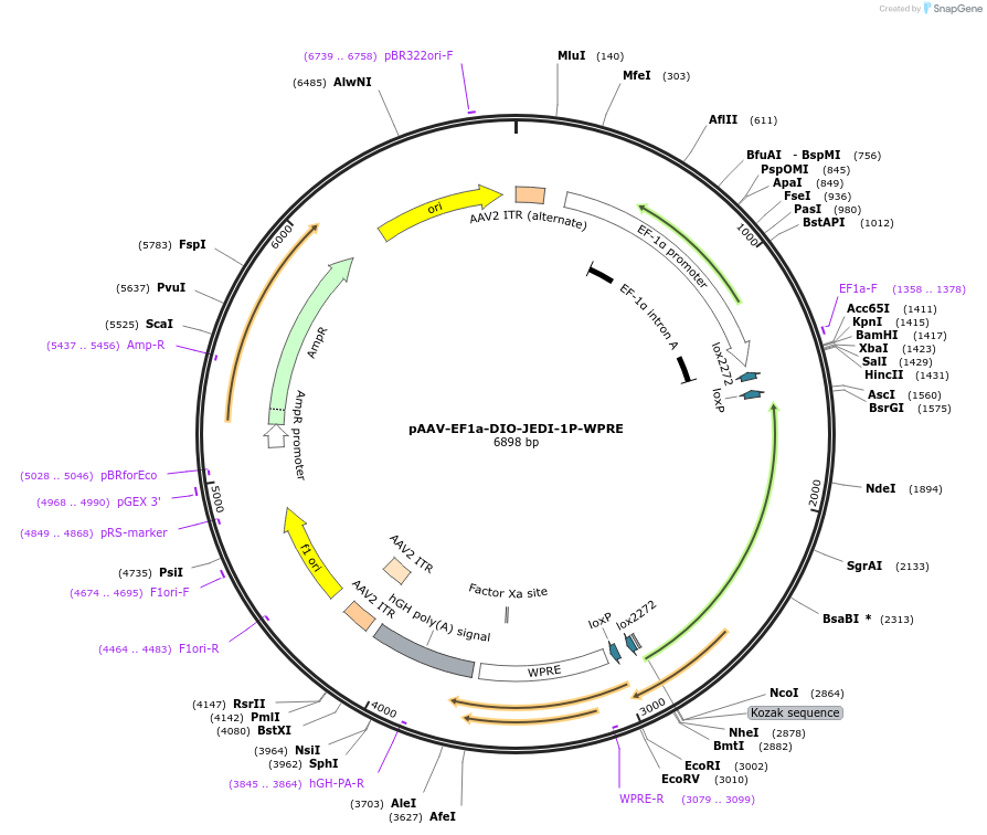 202611-plasmid-map-sequence-id-397128
