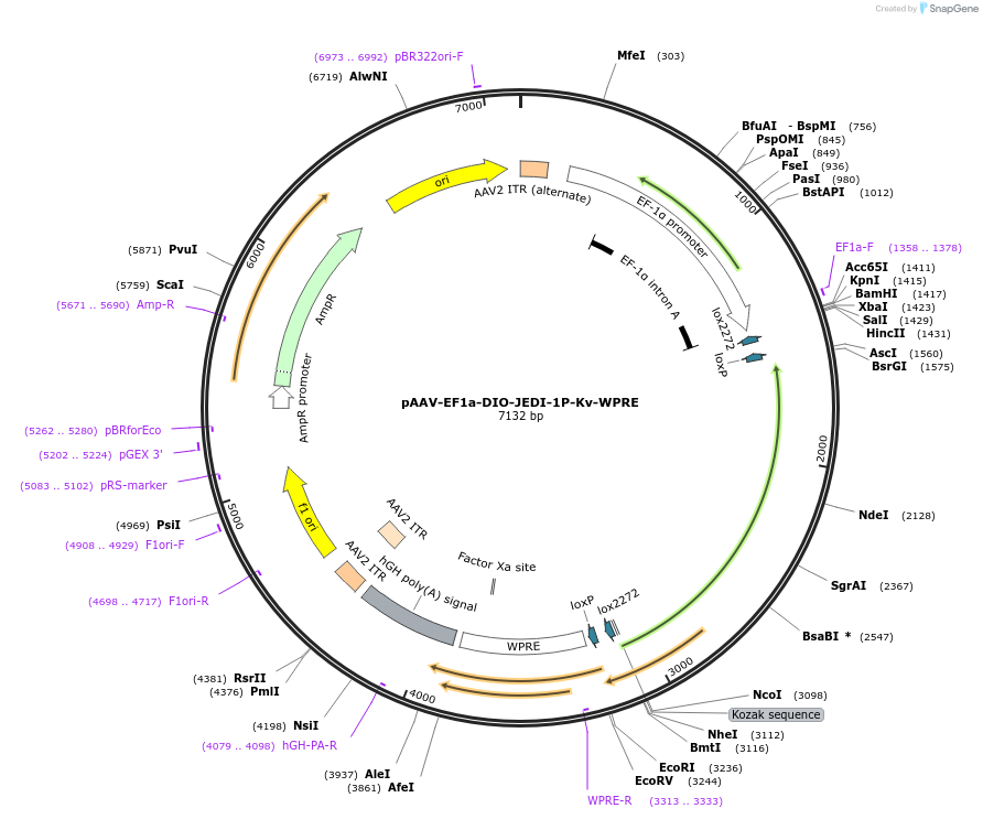202608-plasmid-map-sequence-id-397134