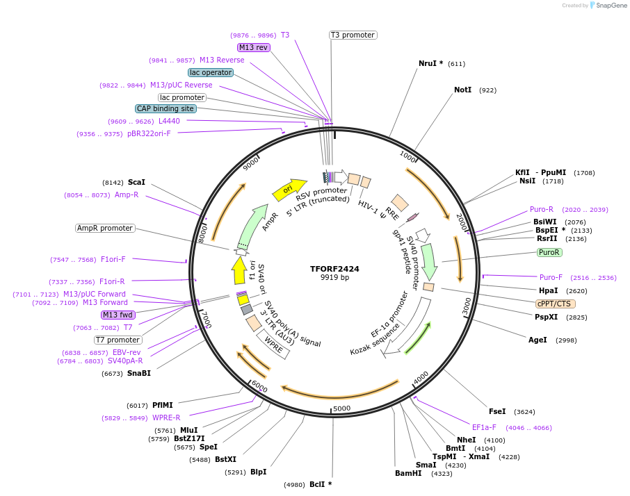 142421-plasmid-map-sequence-id-397138