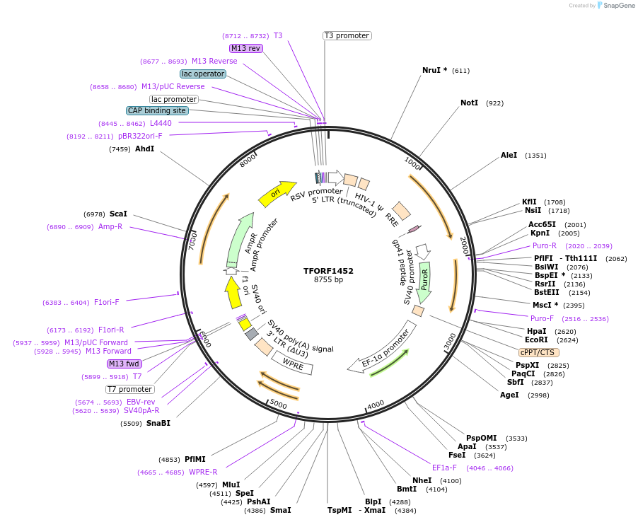 142390-plasmid-map-sequence-id-397139